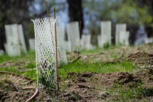 Garden Filled with Seedlings Protected by White Plastic Mesh Protector Tubes